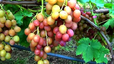 Кодрянка | Саженцы винограда от Шатилова А.Н.