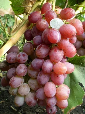 ЛИВИЯ - Саженцы винограда, проволока для шпалеры, сетка