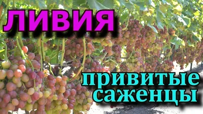 Сорт винограда Кодрянка