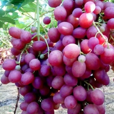 Виноград сорт Ливия | ОГОРОД.сайт