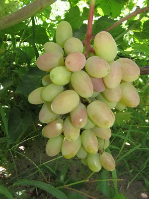 Саженцы винограда Юбилей Новочеркасска Беларусь доставка почтой, низкая цена