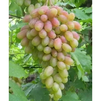 Купить виноград Юбилей Новочеркасска (саженцы)