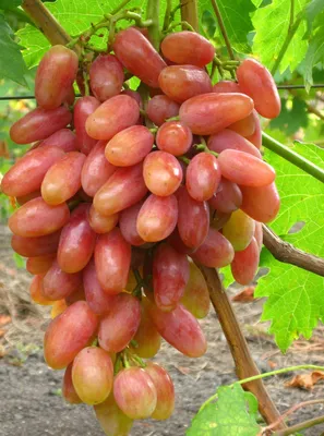 Юбилей Новочеркасска - сорт винограда