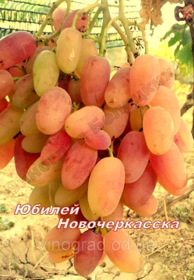 BabyPlants - Виноград Юбилей Новочеркасска 120 лей/шт | Facebook