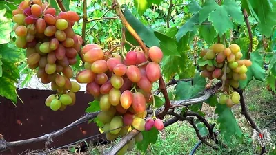 Особенности выращивания крупноплодного винограда Юбилей Новочеркасска |  Дачник.RU | Дзен