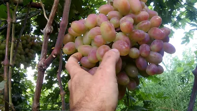 Саженцы винограда Юбилей Новочеркасска Беларусь доставка почтой, низкая цена