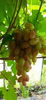 Виноград Юбилей Новочеркасска - купить саженцы винограда юбилей  новочеркасска недорого в России в интернет магазине
