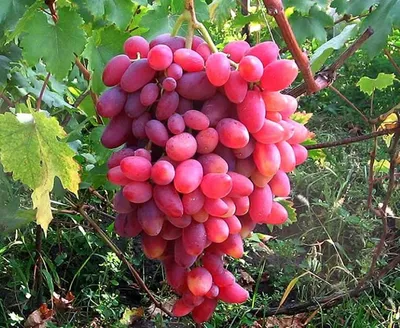 Саженцы винограда Юбилей Новочеркасска - Частная Винодельня Чернова Виталия