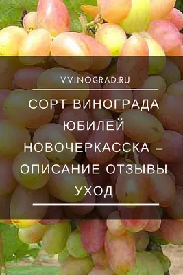 Саженцы винограда раннего срока созревания сорта Юбилей Новочеркасска:  продажа, цена в Одессе. Семена, саженцы и рассада плодово-ягодных культур  от \"\"Виноград Сервис Белецких\" - Ваш надёжный питомник сертифицированных  привитых саженцев винограда ...