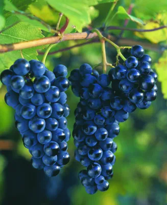 Саженцы винограда: Виноград Маркетт