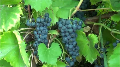 Маркетт | Блог Игоря Заики о виноградарстве и авторском виноделии