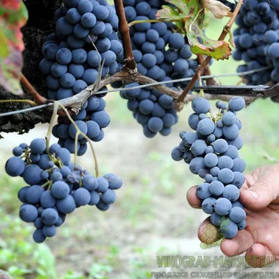 Виноград Маркетт Marquette - купити саджанці ягідних культур з доставкою по  Україні в магазині Добродар