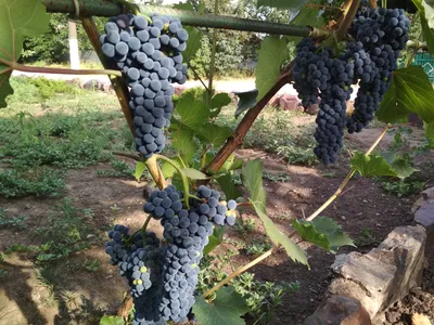 Саженцы винограда маркетт купить в Москве по цене от 790 рублей