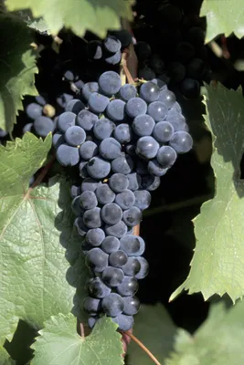 Саженцы винограда сорт Маркетт✔️ купить в Украине по цене производителя