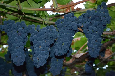 Саженцы винограда маркетт купить в Москве по цене от 790 рублей