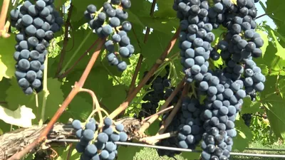 Маркетт - Виноград, виноградарство. Саженцы винограда Красохиной С.И.