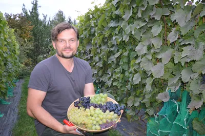 Гранатовый - винный сорт винограда. описание. фото. - vinogradnik.com.kg