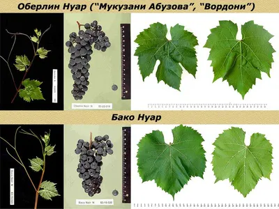 Саженцы винограда vineguru.ru