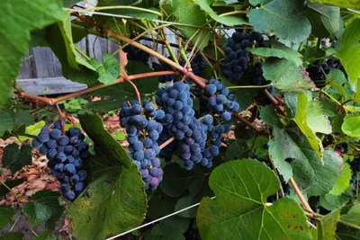 Архивы Винні технічні сорта винограда - Страница 2 из 5 - vino.biz.ua