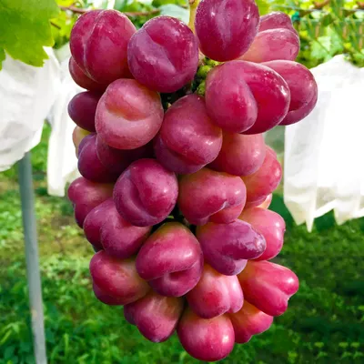 Урожай уже собран на крупнейшем винограднике Литвы - MadeinVilnius.lt -  Дневник новостей Вильнюса