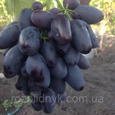 Путеводитель по винным гибридным сортам винограда для начинающих