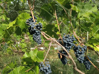9 сортов винограда, не боящиеся низких температур. | В огороде лебеда. |  Дзен
