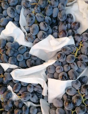 Рейтинг популярности сортов столового винограда Узбекистана – это приговор  для отрасли • EastFruit
