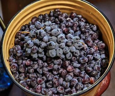 Виноград чёрный «Мерседес» -140₽ кг оптом -160₽ кг в розницу | Instagram