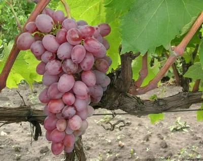 Korzinka - Любимые сорта винограда теперь в продаже во... | Facebook