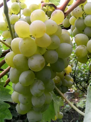 Сорт винограда Восторг красный (ЗОС-1, ЗОСя)