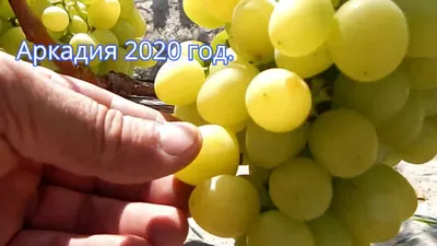 Виноград Восторг зеленый - купить саженцы в Уфе | Рассадный дворик