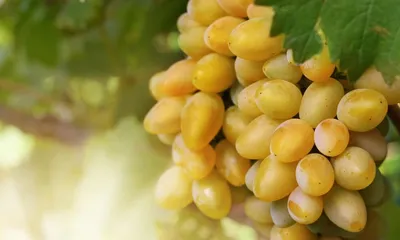 Самый рыночный виноград - Аркадия (Настя) | Виноград и все-все-все! | Дзен