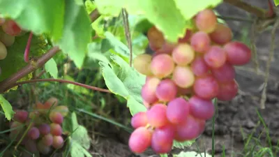 Виноград \" Памяти хирурга\" - «Ранний богатырский сорт винограда.» | отзывы