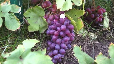 созревает виноград | Виноград, Посадка, Растения