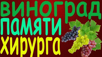 Виноград сорт Памяти хирурга (сентябрь) - YouTube