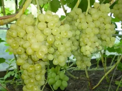 Сорта винограда для длительного хранения | Форум VINEYARD