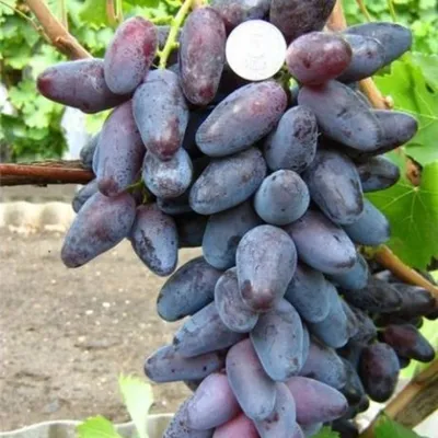 Блог про виноград Киушкина Николая: Вызревание лозы винограда 2013