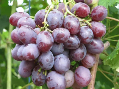 ᐉ Купить саженцы розового винограда в Крыму • Каталог саженцев винограда |  Садовый край