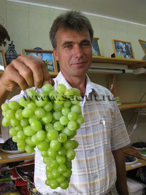 Сорт винограда Памяти хирурга - описание сорта, посадка и уход