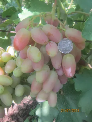Блог про виноград Киушкина Николая: Сорта винограда, которые растут у меня  (Сезон 2013)