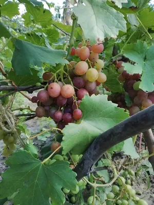 Наш виноград - Наш виноград - Виноград в Ельце