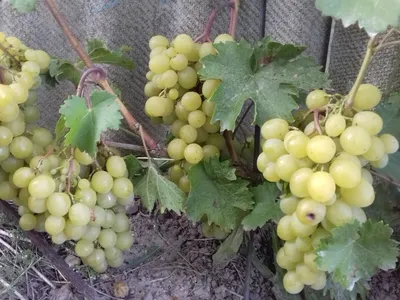 Подбираем сорта винограда для рынка | Самарский виноград | Дзен