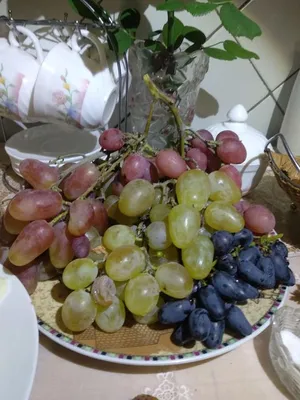 Саженцы винограда Аладастури - Частная Винодельня Чернова Виталия