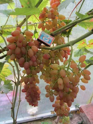 Купить саженцы Винограда в Крыму от производителя – питомник «Аристо Сад»