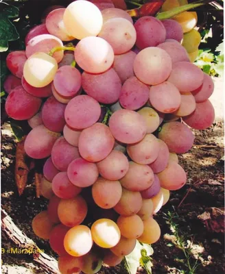 Виноград » МегаСад | Купить саженцы в Могилевской и Витебской областях,  разнообразный ассортимент саженцев