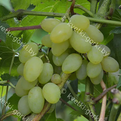 Купити Плевен Устойчивый столовый виноград за 285 грн.