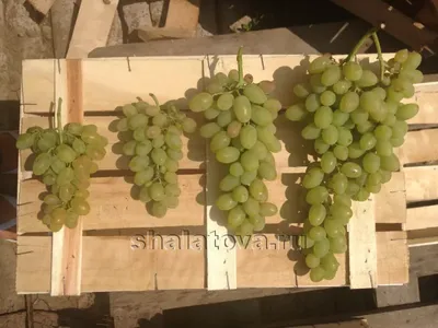 Виноград Плевен: описание сорта с характеристикой и отзывами, особенности  посадки и выращивания, фото