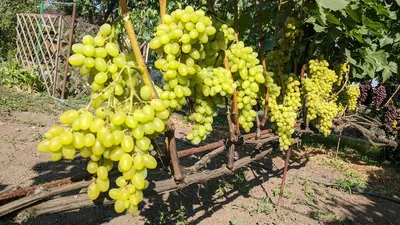 Виноград «Плевен-Августин» технический по беспрецедентно низкой цене