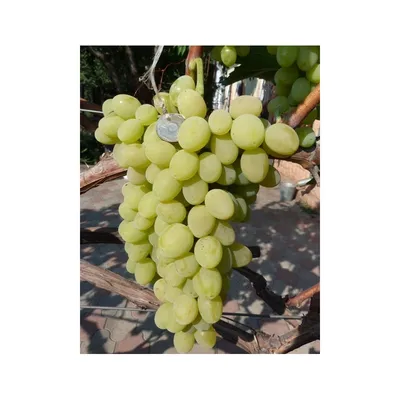 Виноград Плевен устойчивый самый неприхотливый сорт на моём винограднике |  Дела садовые | Дзен