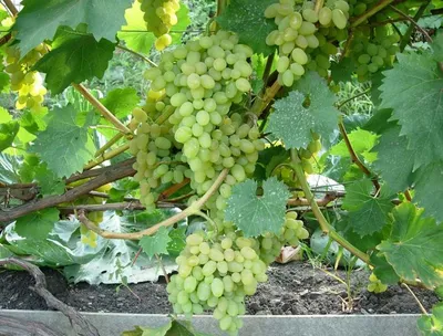 Виноград плевен устойчивый фото фото